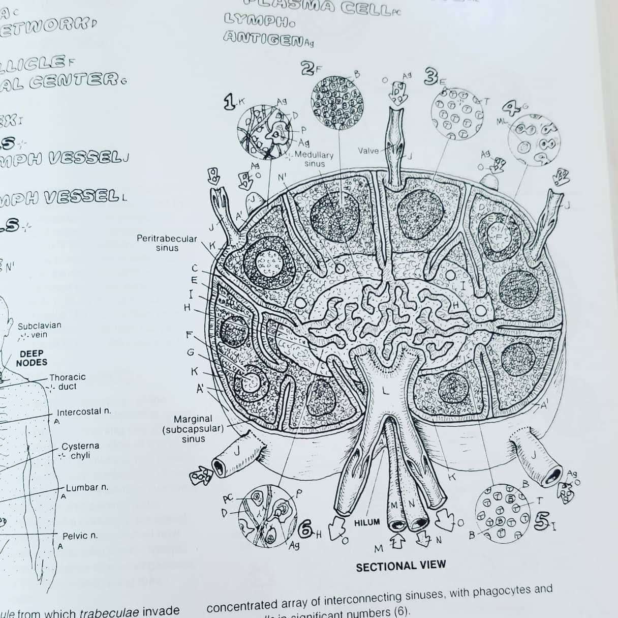 Download The Anatomy Coloring Book By Wynn Kapit Lawrence M Elson Adult Coloring Book For Altered Art Papercraft Collage