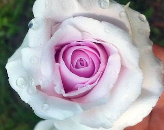 Pink white rose bridal hairpins, wedding hair pieces