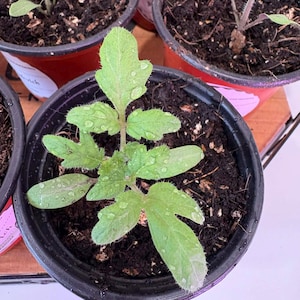 May include: Close-up of a small tomato plant in a black plastic pot. The plant has green leaves with water droplets on them. The pot is filled with dark soil. Other pots with similar plants are visible in the background.