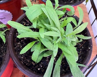 French Tarragon Organic Live Herb Plant Start (4" pot)