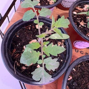 May include: A close-up of a tomato plant seedling in a black plastic pot. The plant has several green leaves and a thin stem. Other pots with seedlings are visible in the background. The soil is dark brown.