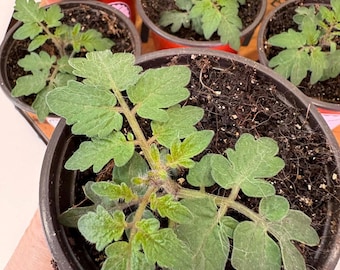 Tiny Tim Tomato Live Plant Start (4" pot)