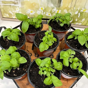 May include: Seven small pots of basil plants with vibrant green leaves. The pots are arranged on a wooden tray inside a black metal basket. Each pot has a label that reads "Basil". The background includes a painting of a house and flowers.