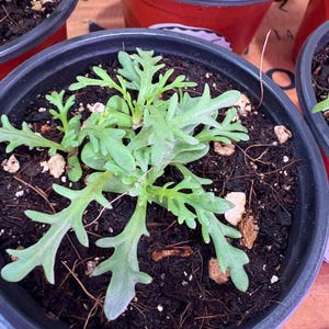 May include: Close-up of a young plant with light green, deeply lobed leaves in a black plastic pot. The plant is surrounded by dark soil and small pieces of white stone. Other pots with similar plants are visible in the background.