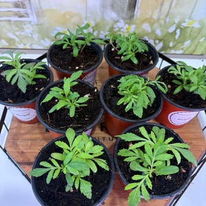 Puede incluir: Un juego de tres tazas de cerámica con un acabado mate moteado. Las tazas son de color crema, gris claro y gris oscuro. Cada taza tiene un diseño simple y moderno y un asa redondeada.