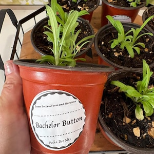 May include: Several small terracotta pots filled with soil and young green plants. The front pot has a white label that reads "Bachelor Button Polka Dot Mix" and "Sweet Success Farm and Gardens". The other pots are in the background.