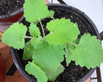 Catnip Organic Live Plant Start (4" pot)