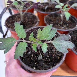 May include: Close-up of several small tomato plants in individual pots. The plants have green and purple leaves and are in dark soil. The pots are a reddish-brown color. The plants are being held in a hand.