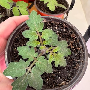 May include: Close-up of a small tomato plant in a black plastic pot. The plant has several green leaves with a textured surface. The soil is dark brown. Other tomato plants are visible in the background.