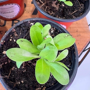 May include: Close-up of a small green plant with oval-shaped leaves in a black plastic pot. The plant is surrounded by dark soil. Other pots with plants are visible in the background.