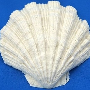May include: A white seashell with a textured, fan-shaped design. The shell is smooth and has a natural, organic look.