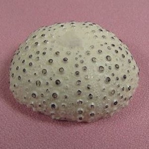 Puede incluir: Concha de erizo de mar blanca con pequeños puntos oscuros. La concha tiene forma redondeada y superficie texturizada. El fondo es de color rosa liso.