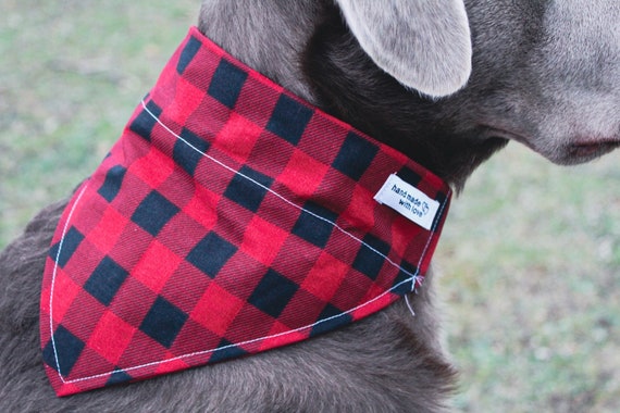 Garden Gnome and Red Gingham Dog Bandana Over the Collar