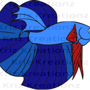 Pode incluir: Um peixe betta azul e vermelho com barbatanas longas e esvoaçantes. O peixe está nadando em um tanque transparente.