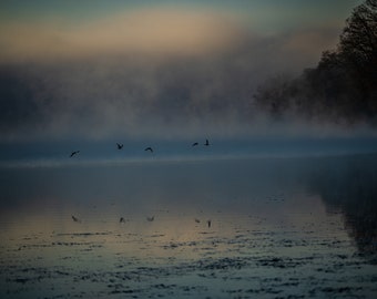 Birds in Mist, Digital Download, Bird Photography, Wildlife Photography, Nature Photography, Fine Arts Photography.