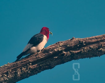 Red Headed Woodpecker, Digital Download, Bird Photography, Wildlife Photography, Nature Photography, Fine Arts Photography.