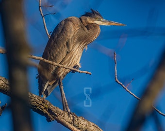 Blue Heron, Digital Download, Bird Photography, Wildlife Photography, Nature Photography, Fine Arts Photography.