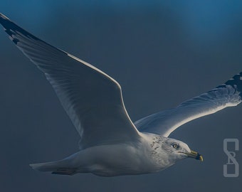 Seagull, Digital Download, Bird Photography, Wildlife Photography, Nature Photography, Fine Arts Photography.