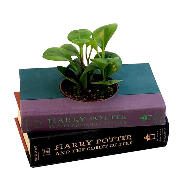 Book Planter Custom Made For You with your favorite books. Fully lined planter ready for a 4-inch houseplant.
