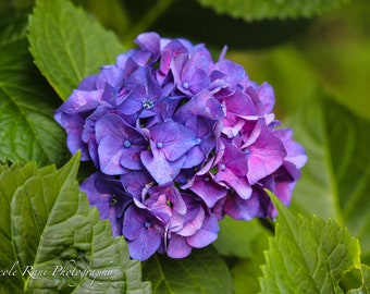 Purple Flower - Nature - Fine Art Photography