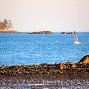 In Flight [Seagull over the Beach] - Landscape/Nature Photography