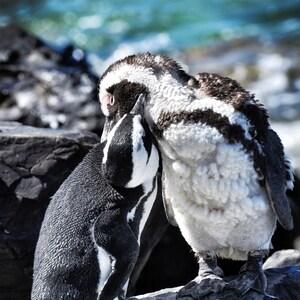 Preening African Penguins