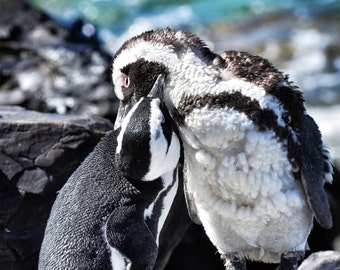 Preening African Penguins