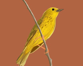 Sonoran Yellow Warbler Sketch