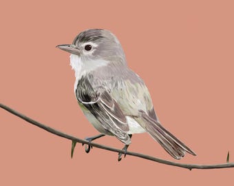 Arizona Bell's Vireo Sketch