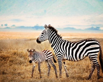 Zebras on the Ngorogoro Crater