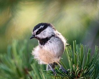 Mountain Chickadee Photograph