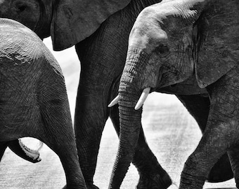 And the Elephants Go Marching Forth