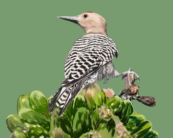 Gila Woodpecker Sketch