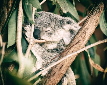Koala Joey in Eucalyptus Dreams