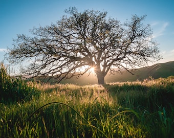 Majestic California Blue Oak Dripping in Sunset