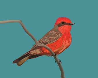Vermillion Flycatcher Sketch