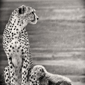 Cheetah Mother & Cub