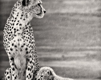 Cheetah Mother & Cub