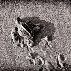 La Tortuguita del Mar (The Little Sea Turtle)