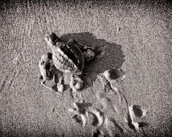 La Tortuguita del Mar (The Little Sea Turtle)