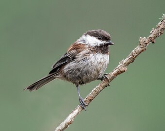 Chestnut-backed Chickadee Photograph