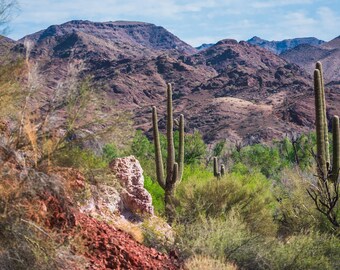 Sonoran Desert Oasis (Bill Williams River) in Arizona