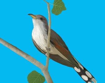 Yellow-billed Cuckoo Sketch