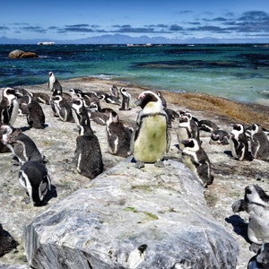 Penguin King of the Rock