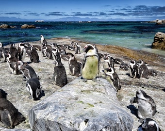 Penguin King of the Rock