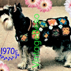 May include: A black and white miniature schnauzer wearing a colorful crocheted dog sweater with a 1970s design. The sweater is made of granny squares in various colors, including orange, yellow, green, blue, and white.