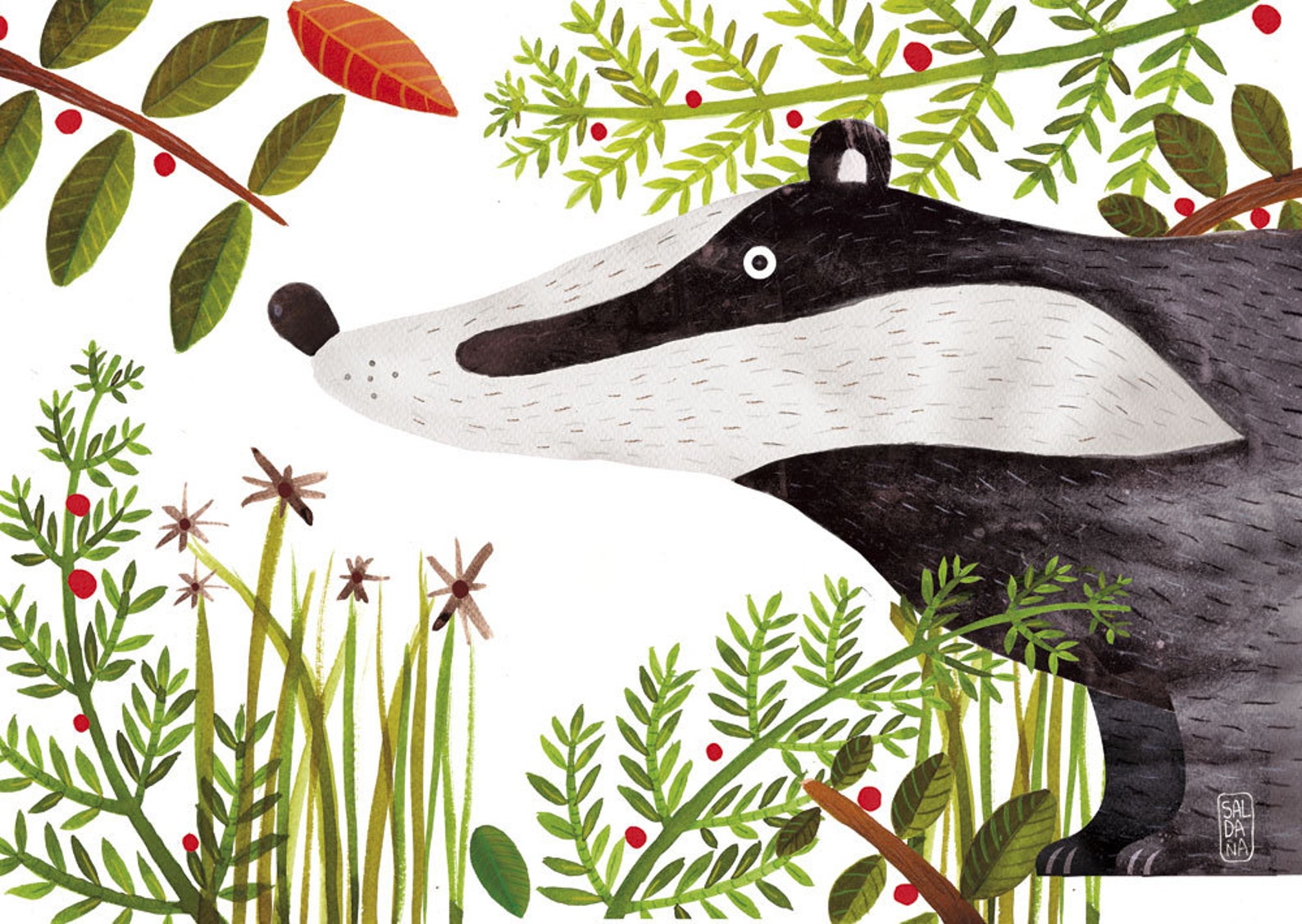 Барсук схема 1 класс. Carmen Saldana. Кармен Салдана иллюстрации. Кармен Салдана. Кармен Салдана иллюстратор.