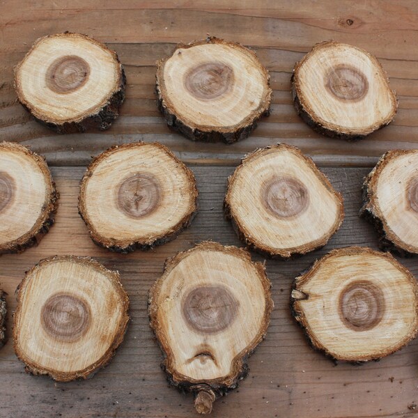 Twelve Elm Wood Slices