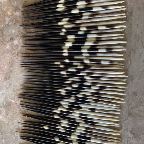 Porcupine quills from Africa approximately 9 - 9 1/2inches long very sharp many uses , 3 quills