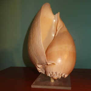 May include: A large, beige conch shell, displayed on a clear acrylic stand. The shell has a smooth, glossy exterior and a wide, open interior. The shell's shape is elongated and curved, with a prominent lip. The background is a solid teal color.
